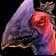 Swift Lovebird