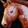 Argent Warhorse